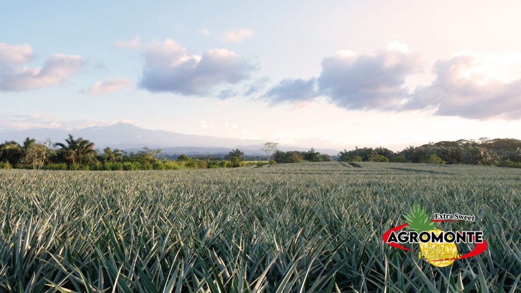 34 AGROMONTE, Pineapple piña produce fresh, exotic, costa rica, alajuela, san carlos, ananas, sustainable, plantation, sostenible, exportacion, international trade, siembra, green, sweet, golden MD-2