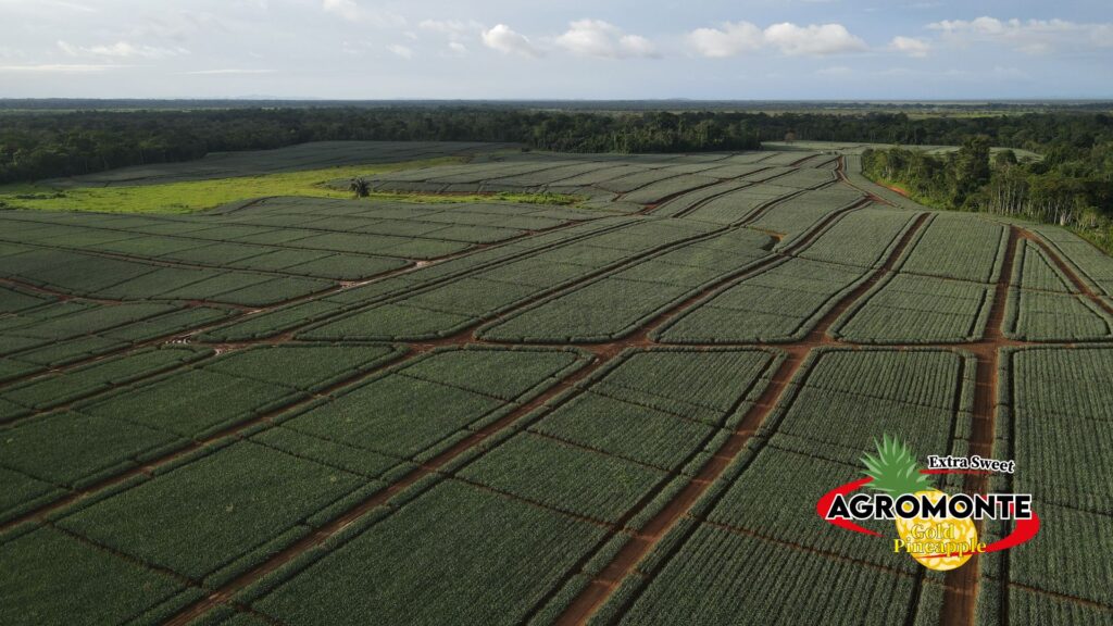 34 AGROMONTE, Pineapple piña produce fresh, exotic, costa rica, alajuela, san carlos, ananas, sustainable, plantation, sostenible, exportacion, international trade, siembra, green, sweet, golden MD-2
