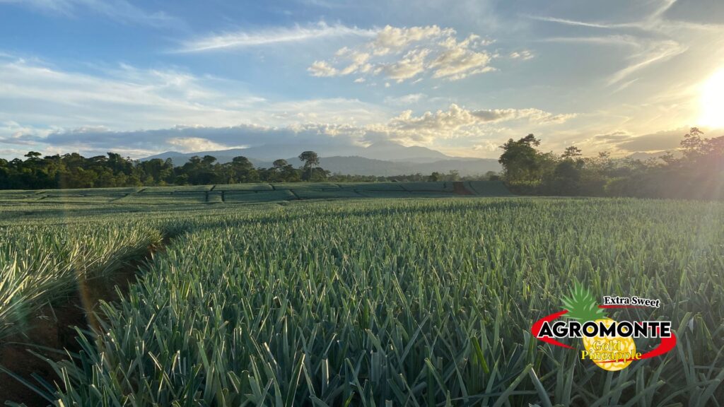 34 AGROMONTE, Pineapple piña produce fresh, exotic, costa rica, alajuela, san carlos, ananas, sustainable, plantation, sostenible, exportacion, international trade, siembra, green, sweet, golden MD-2