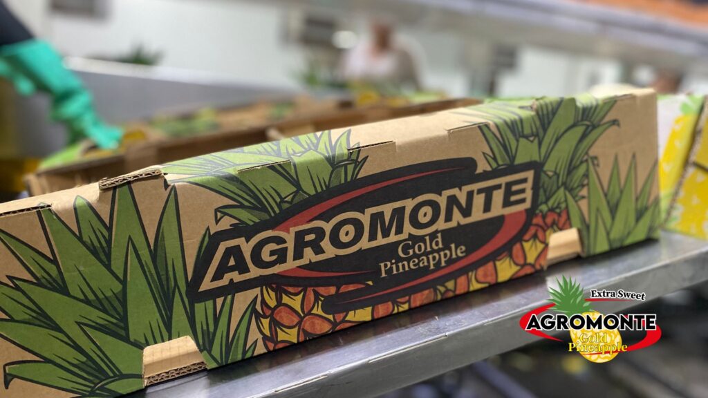 26 AGROMONTE, Pineapple piña produce fresh, exotic, costa rica, alajuela, san carlos, ananas, sustainable, plantation, sostenible, exportacion, international trade, siembra, green, sweet, golden MD-2 Colors: 0 - 4 Sizes Crown on (pieces): 5, 6, 7, 8, 9, 10, 12. Sizes Crownless (pieces): 7, 8, 9, 12, 15
