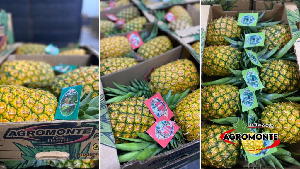 34 AGROMONTE, Pineapple piña produce fresh, exotic, costa rica, alajuela, san carlos, ananas, sustainable, plantation, sostenible, exportacion, international trade, siembra, green, sweet, golden MD-2