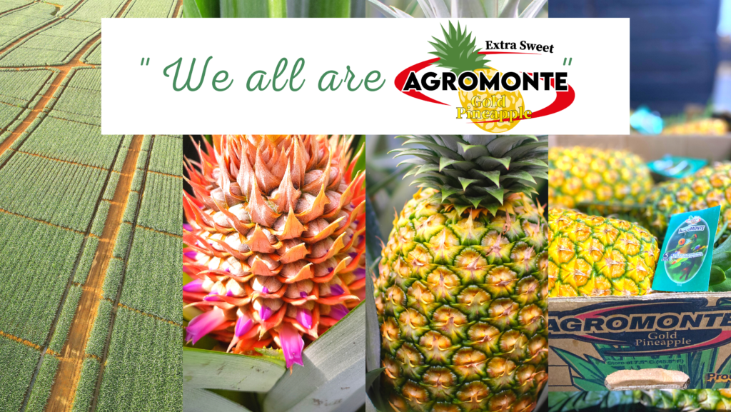 10 AGROMONTE, Pineapple piña produce fresh, exotic, costa rica, alajuela, san carlos, ananas, sustainable, plantation, sostenible, exportacion, international trade, siembra, green, sweet, golden MD-2