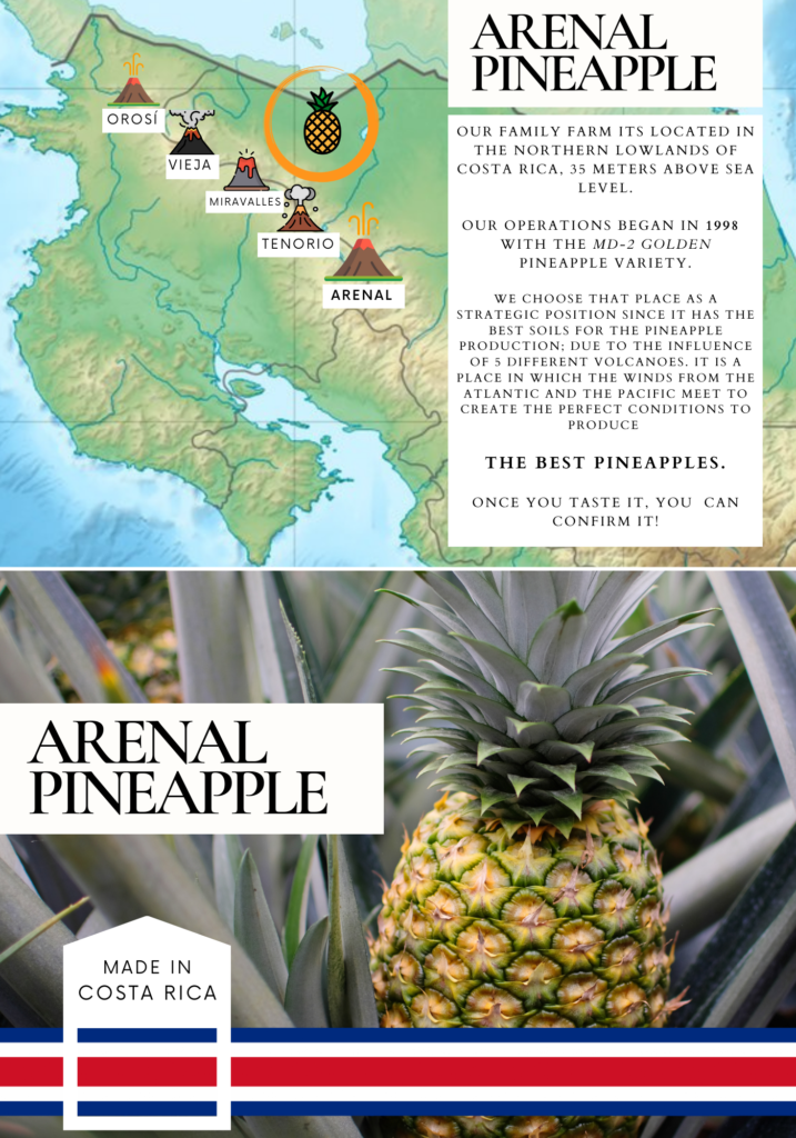 33 AGROMONTE, Pineapple piña produce fresh, exotic, costa rica, alajuela, san carlos, ananas, sustainable, plantation, sostenible, exportacion, international trade, siembra, green, sweet, golden MD-2