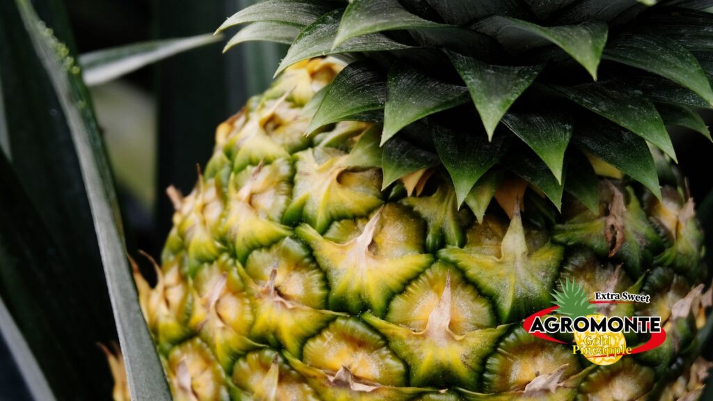 10 AGROMONTE, Pineapple piña produce fresh, exotic, costa rica, alajuela, san carlos, ananas, sustainable, plantation, sostenible, exportacion, international trade, siembra, green, sweet, golden MD-2