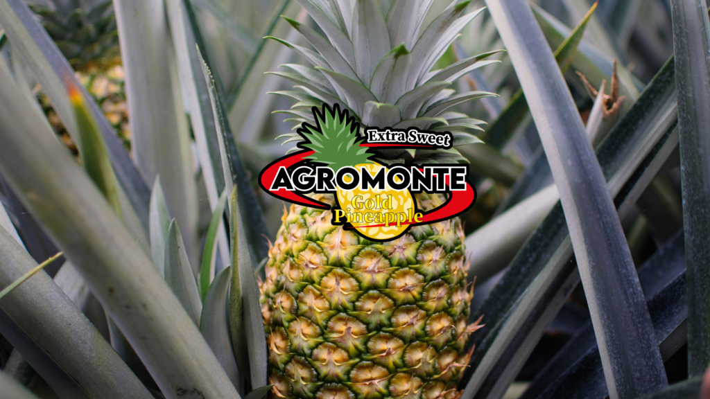 agromonte-pina-pineapple-costa-rica-fruit-exotic-fresh-buy-exporter-packaging-transportation-international-trade-agriculture-produce-packaging-IQF-Juice-san-carlos-arenal-alajuela-upala