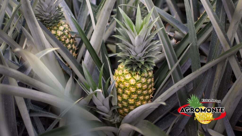 34 AGROMONTE, Pineapple piña produce fresh, exotic, costa rica, alajuela, san carlos, ananas, sustainable, plantation, sostenible, exportacion, international trade, siembra, green, sweet, golden MD-2